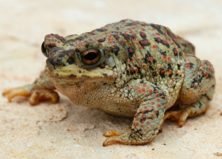 Red-spotted Toad